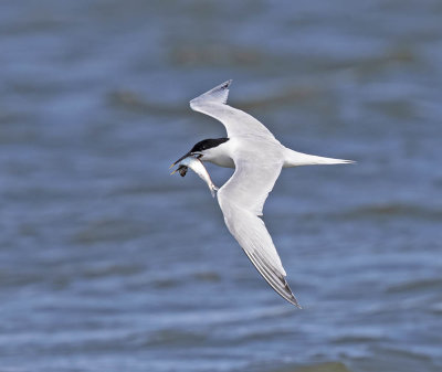 Sandwich Tern