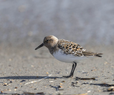 Sanderling