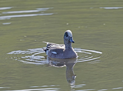 American Wigeon