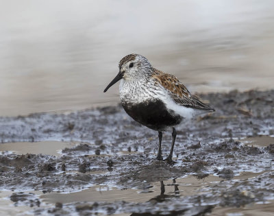 Dunlin