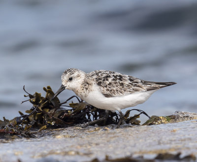 Sanderling