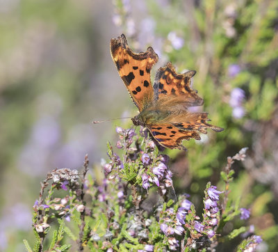 Comma butterfly