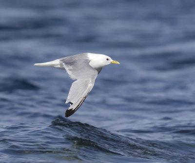 Kittiwake