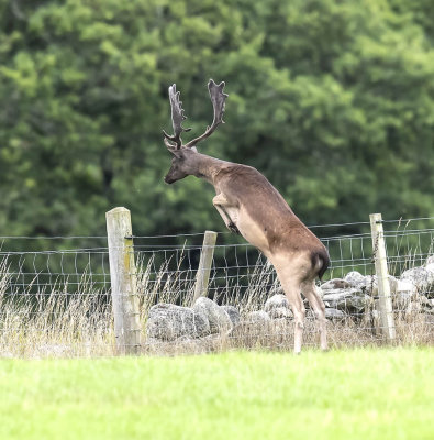Fallow Deer