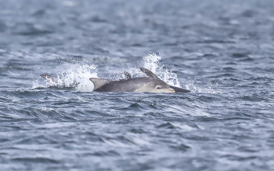 Bottlenose Dolphin (juvenile)