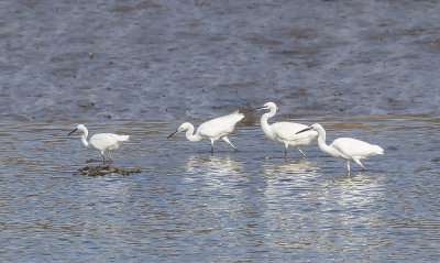 Little Egrets