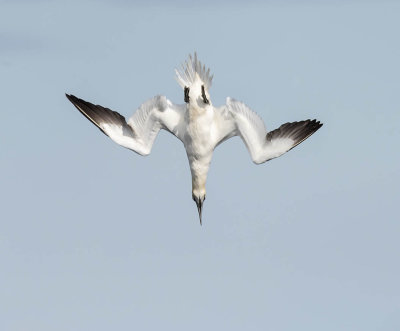 Gannet