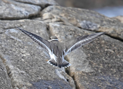 Ringed Plover 