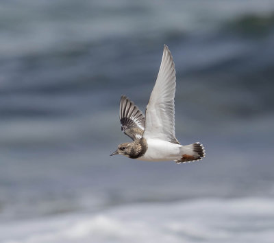 Turnstone