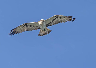 Osprey 