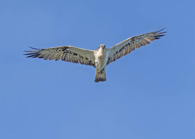 Osprey