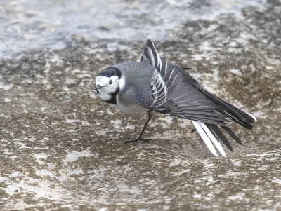 Pied Wagtail