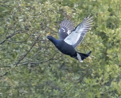 Black Grouse