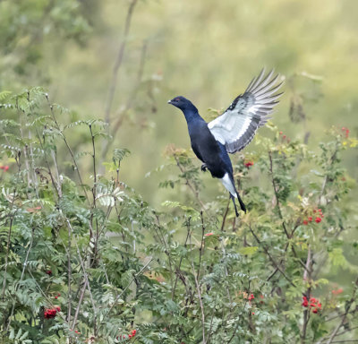 Black Grouse
