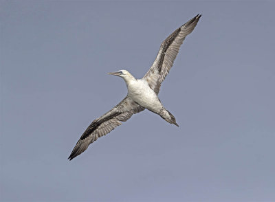 Gannet (2nd s)