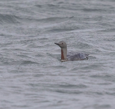 Red-throated Diver
