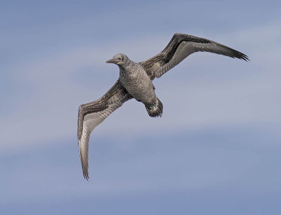 Gannet (juvenile)