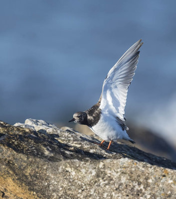 Turnstone