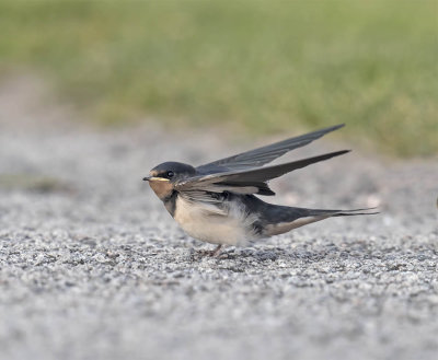 Swallow (juvenile)