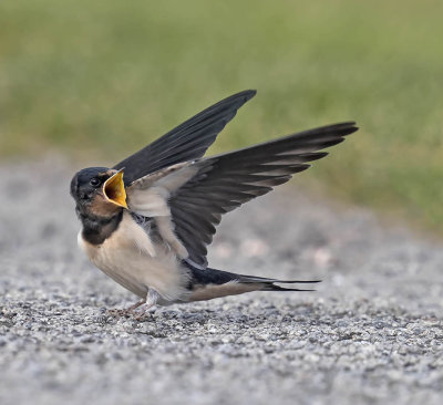 Swallow (juvenile)