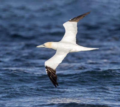 Gannet