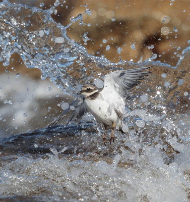 Ringed Plover (1st w)