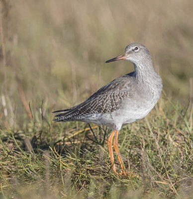 Redshank