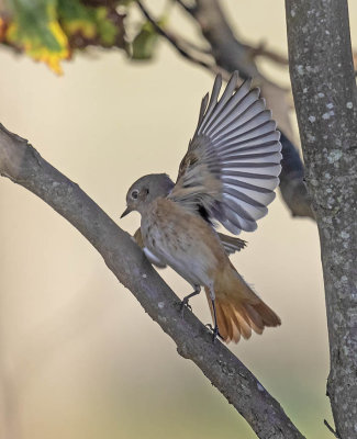 Redstart