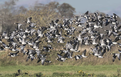 Barnacle Geese 