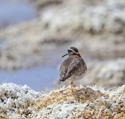 Diademed Sandpiper Plover
