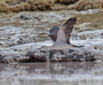Andean Avocet