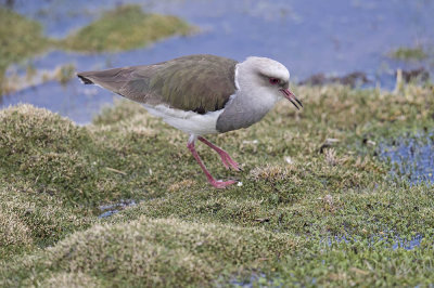 Andean Lapwing