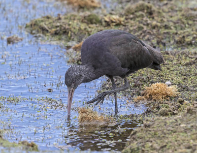 Puna Ibis