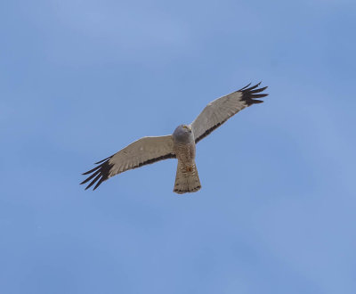 Cinereous Harrier (male)