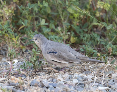 Picui Ground Dove