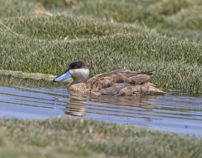 Puna Teal