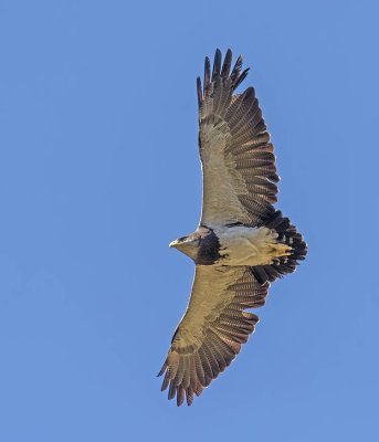 Black-chested Buzzard Eagle