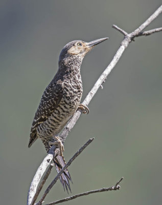 Chilean Flicker