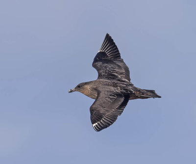 Chilean Skua