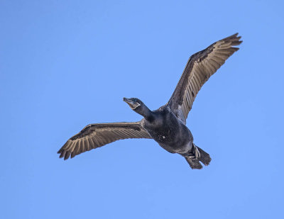 Neotropic Cormorant