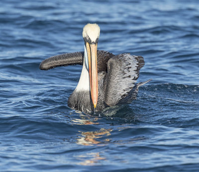 Peruvian Pelican