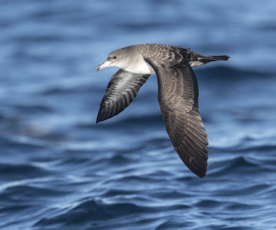 Pink-footed Shearwater