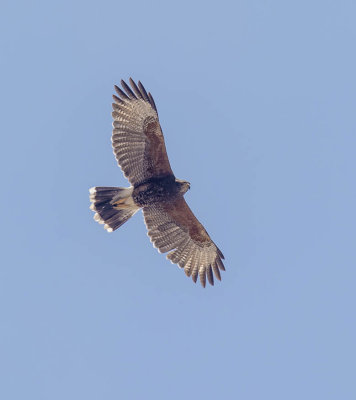 Harris's Hawk