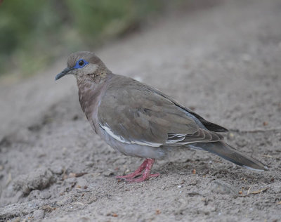 West Peruvian Dove