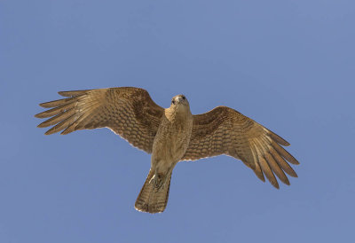 Chimango Caracara