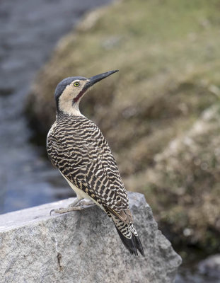 Andean Flicker