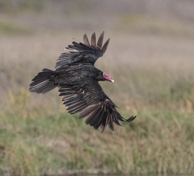 Turkey Vulture