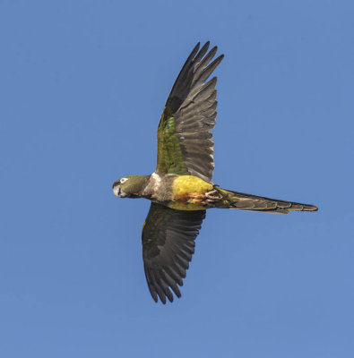 Burrowing Parrot