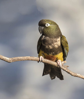 Burrowing Parrot