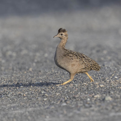 Chilean Tinamou